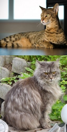 maine coon cat. cat (top) and a Maine Coon